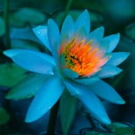 Blue-Lotus-Flower-wallpaper-14