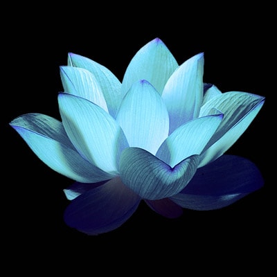 blue-lotus-flower
