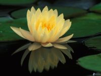 Septième Pétale du Lotus du Cœur