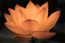 Huitième Pétale du Lotus du Cœur