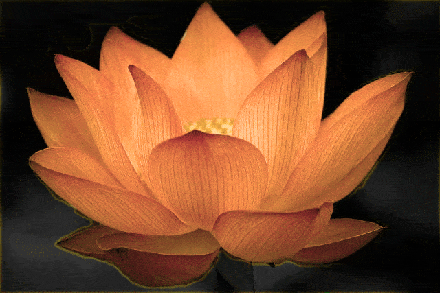Big-dark-pink-Lotus-Flower-photo