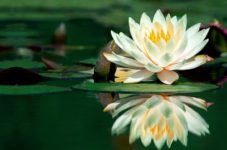 Neuvième Pétale du Lotus du Cœur